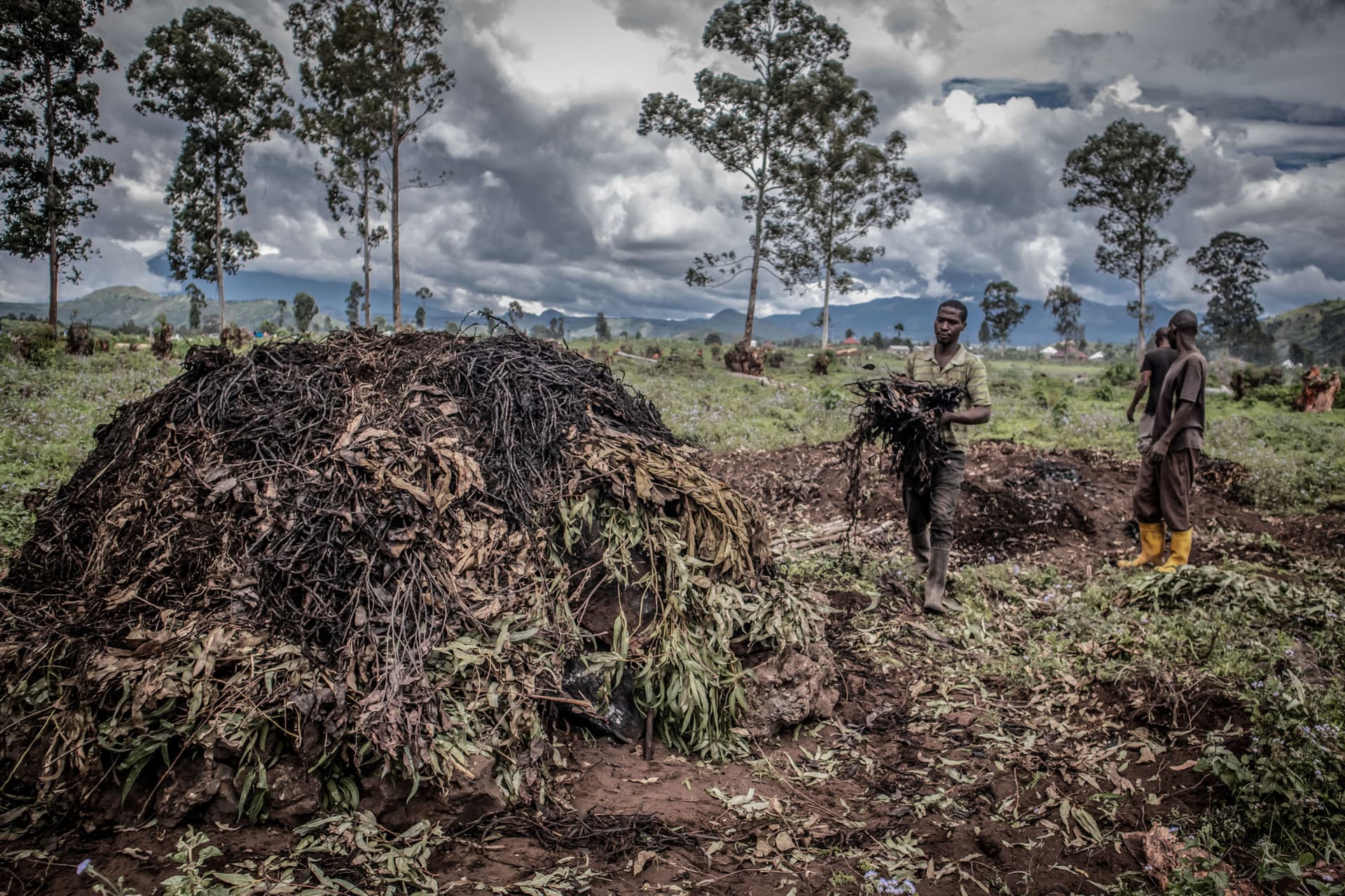 charbon de bois dans le kivu par les fdlr